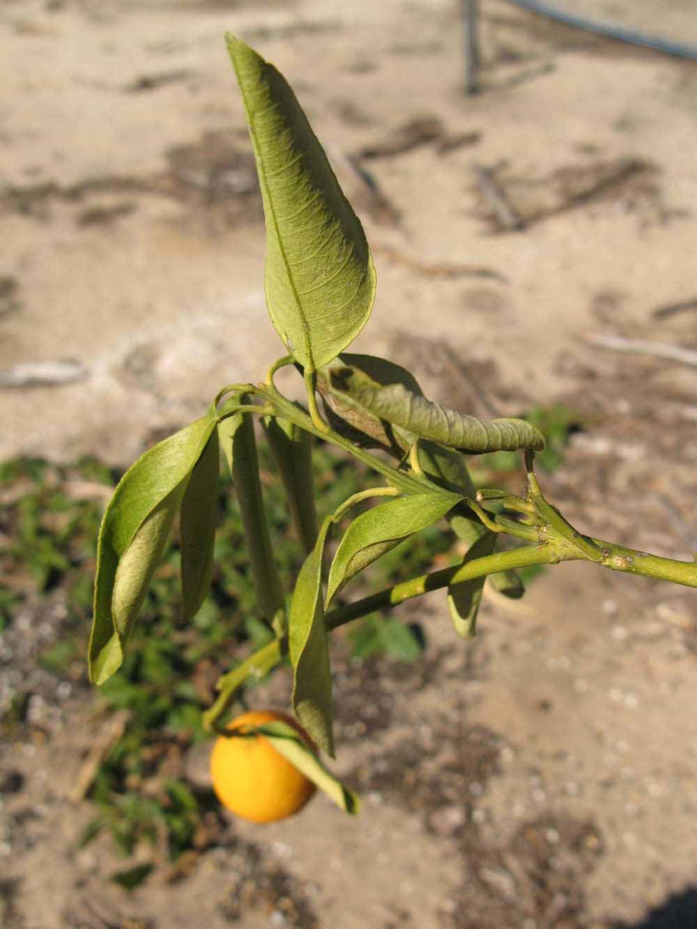            Sun leaves (Winter Haven, FL)   